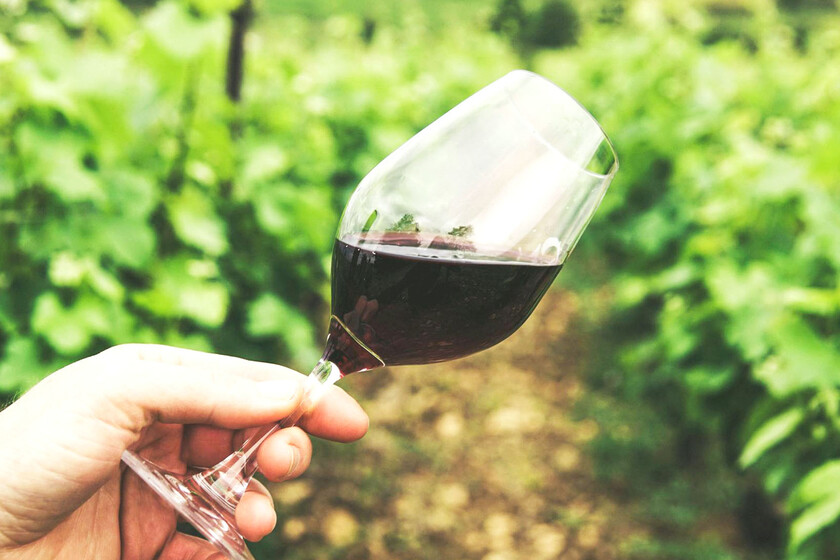 Un maceración carbónica de Rioja Alavesa por nueve euros y con 92 puntos Parker no es un milagro: es un tesoro con el sello Artuke