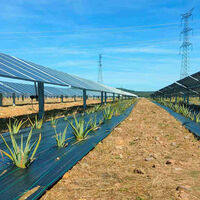 México tiene un potencial brutal para la energía solar: de momento ha empezado a explotarla con la agrovoltaica