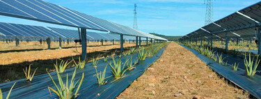 México tiene un potencial brutal para la energía solar: de momento ha empezado a explotarla con la agrovoltaica