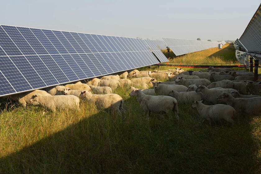 Durante años hemos creído que los paneles solares eran un problema para nuestros campos, un estudio con 1.700 ovejas propio de un juego de estrategia dice lo contrario