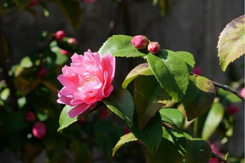 La alternativa más elegante a las buganvillas para llenar la terraza de flores sin recargarla