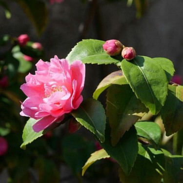 La alternativa más elegante a las buganvillas para llenar la terraza de flores sin recargarla