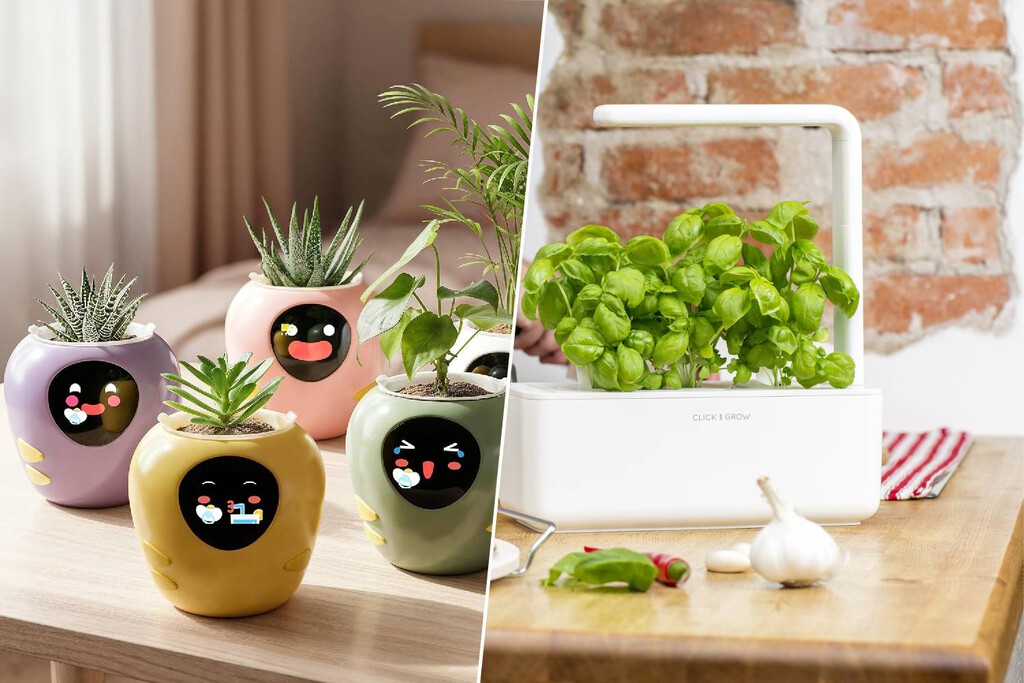 Este es el regalo ideal para parejas cocinillas y amantes de las plantas: albahaca fresca (y más) todo el año