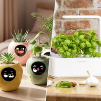 Este es el regalo ideal para parejas cocinillas y amantes de las plantas: albahaca fresca (y más) todo el año