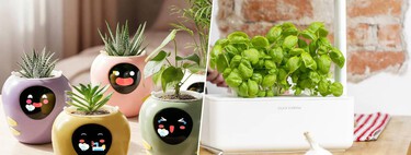 Este es el regalo ideal para parejas cocinillas y amantes de las plantas: albahaca fresca (y más) todo el año