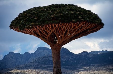 La Sangre de Dragón: sólo puede encontrarse en un rincón del mundo, la isla de Socotra