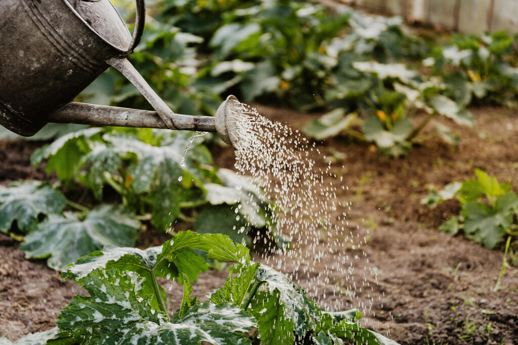Cuál es la mejor hora para regar la plantas y por qué no es por la noche