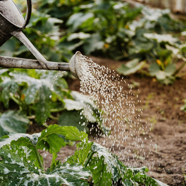 Cuál es la mejor hora para regar la plantas y por qué no es por la noche
