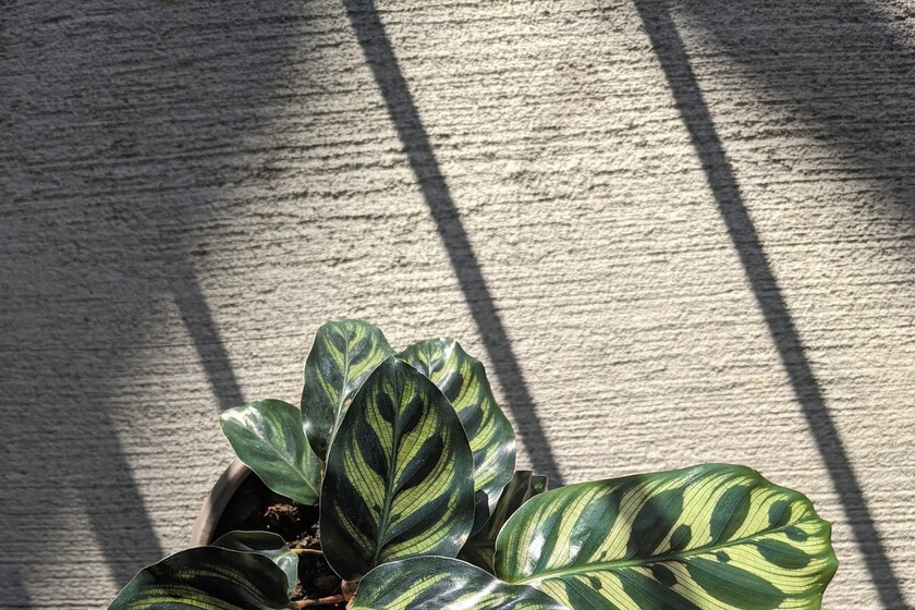 elefantenfuß hornbach XXL Elefantenfuß Nolina kaufen – Green Me Up