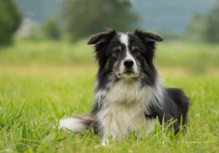 Un border collie