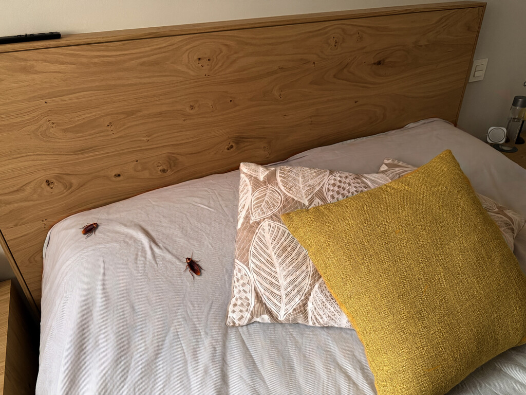 Despertar con una cucaracha en la cara. Así es la pesadilla diaria de los vecinos de un barrio en Galicia