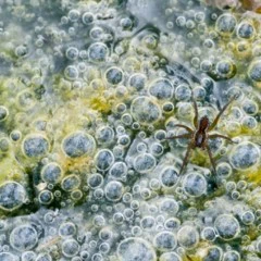 Foto 7 de 9 de la galería macro en Xataka Foto