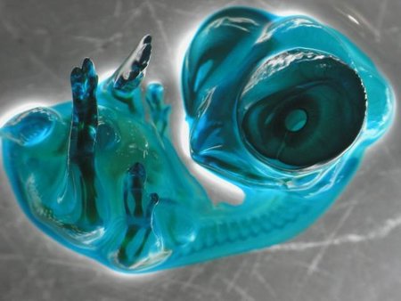 Embrión de gallina visto con un estereomicroscopio, premio de fotografía Nikon Small World
