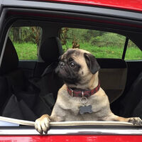 Jamás dejes a tu perro dentro del coche, ni siquiera si tienes un Tesla: el Modo Perro no sirve y tu mascota podría morir en minutos