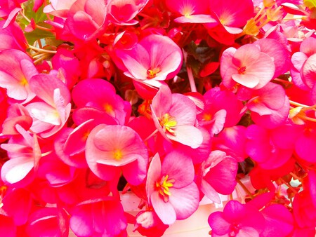 Begonias