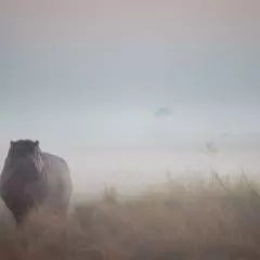 Foto 7 de 9 de la galería categoria-mamiferos en Xataka Foto