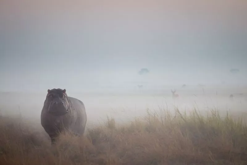 Foto de Categoría: Mamíferos (7/9)