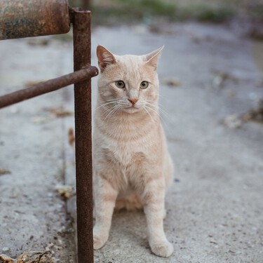 Estos gatos han vivido abandonados 10 años en un solar. Con la Ley de Bienestar animal esto no habría ocurrido 