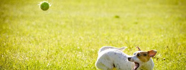 Tu perro también necesita jugar en verano: juegos y actividades que encajan con una ola de calor