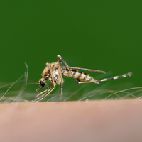 Nem a Islândia está a salvo: aquecimento global está fazendo com que mosquitos se adaptem a regiões frias do planeta 