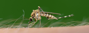 Nem a Islândia está a salvo: aquecimento global está fazendo com que mosquitos se adaptem a regiões frias do planeta 