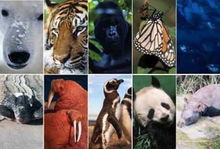 Internet como forma de acelerar la extinción de especies animales