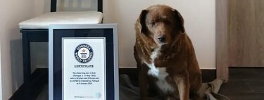 Bobi, el perro 'millennial' que destrona a Spike como perro más longevo del mundo: tiene 30 años y vive en Portugal 