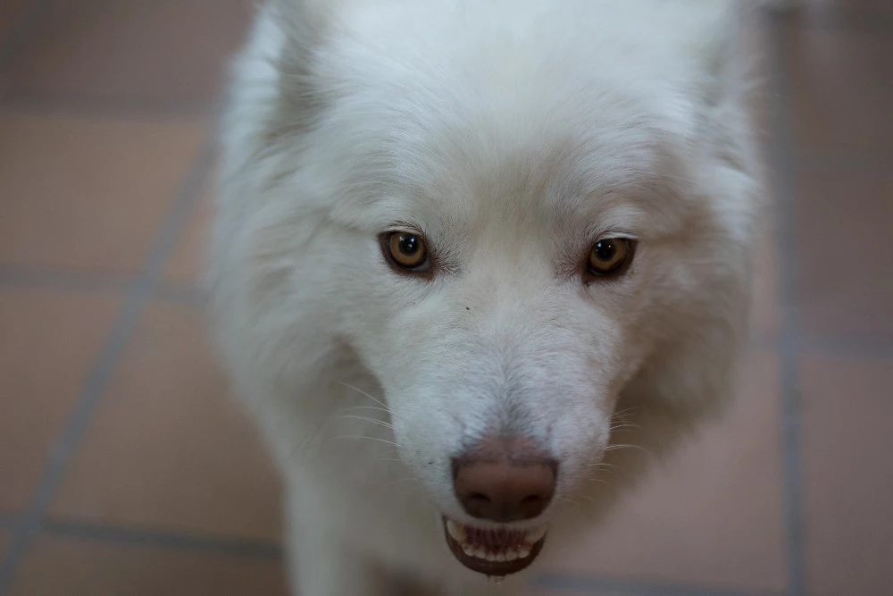 Foto de Canon EOS M6 (19/37)