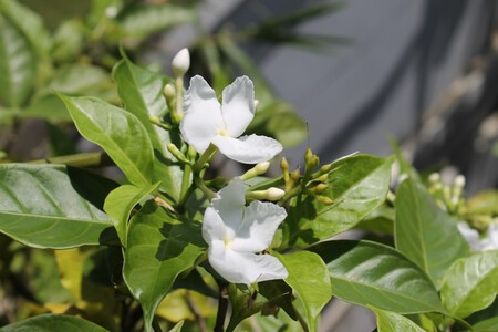Blossom Plant Flower Produce Botany Flora 1290664 Pxhere Com