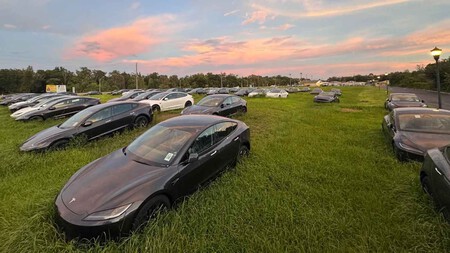 Coches de Tesla en una campa de Florida entre la maleza