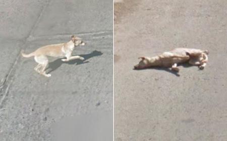 Un coche de Google Street View atropella a un perro en Chile