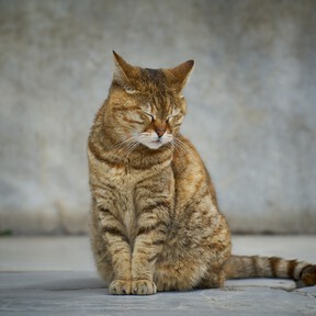 Jane Davidson, enfermera veterinaria, sobre lo que tarda un gato en olvidarnos: "Su recuerdo no se basa solo en el apego emocional, sino también en la sensación de seguridad física"