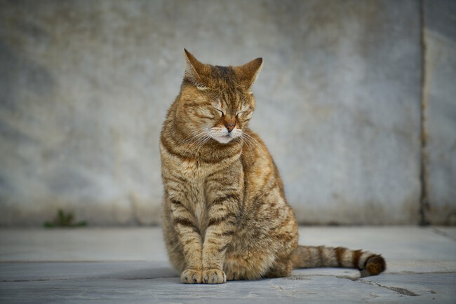 ¿Los gatos se olvidan de sus dueños?