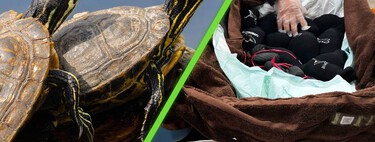 Tortugas en calcetines y ranas en tuppers: así intentaron burlar a la seguridad del Aeropuerto de Ciudad de México para traficar animales 
