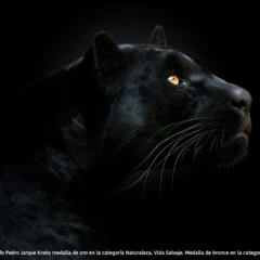 Foto 2 de 3 de la galería wild-souls-pedro-jarque-krebs en Xataka Foto