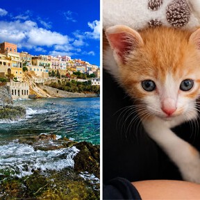 Buscan voluntarios para vivir gratis en esta isla griega. A cambio, solo tienes que cuidar gatos cinco horas al día 
