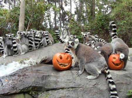 Faunia celebra Halloween con el evento Truco o trato
