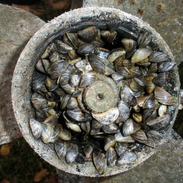 Ofrecen una recompensa de hasta 200.000 dólares a quien dé con una solución para combatir los mejillones invasores de California 