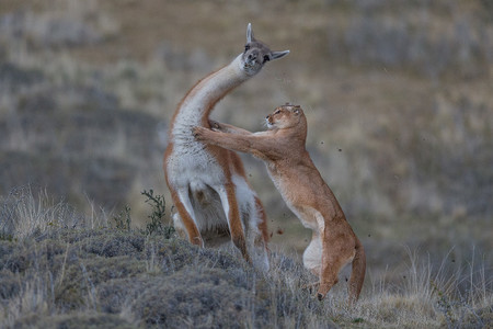 C Ingo Arndt Wildlife Photographer Of The Year