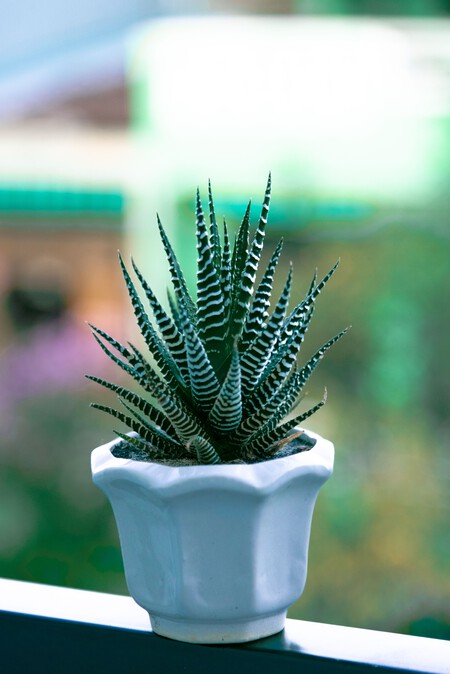Cómo cuidar la planta cebra: la suculenta decorativa que puedes reproducir fácilmente en casa
