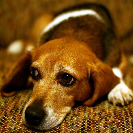 No debemos pasar por alto la crueldad hacia los animales