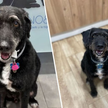 Ahora sí: Boro, el perro perdido en la tragedia de Adamuz, ha vuelto con su familia