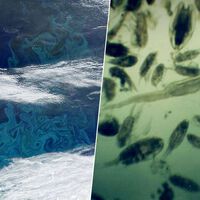 Se ha fundido tanto hielo en Groenlandia que el plancton ha crecido un 40%. No es una buena noticia