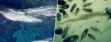 Se ha fundido tanto hielo en Groenlandia que el plancton ha crecido un 40%. No es una buena noticia