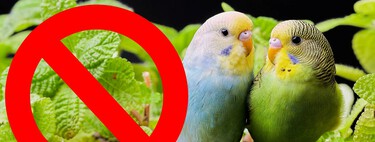 Cinco bulos cansinos sobre la Ley de Bienestar Animal que se resisten a morir 