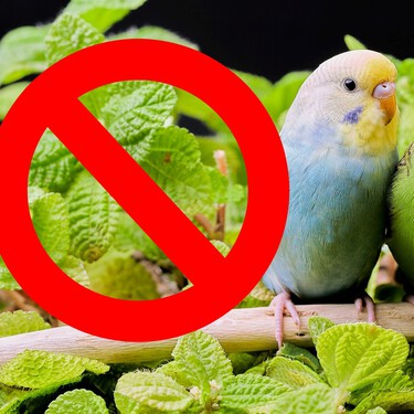Cinco bulos cansinos sobre la Ley de Bienestar Animal que se resisten a morir 