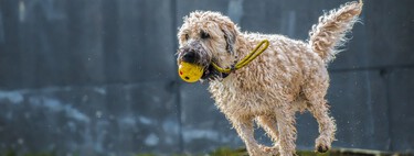 El KONG y otros siete juguetes de enriquecimiento que van a mantener ocupado y entretenido a tu perro 