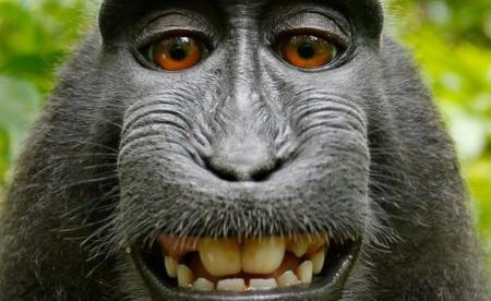 Asunto resuelto: Los tribunales dicen que el selfie del mono no puede tener Copyright