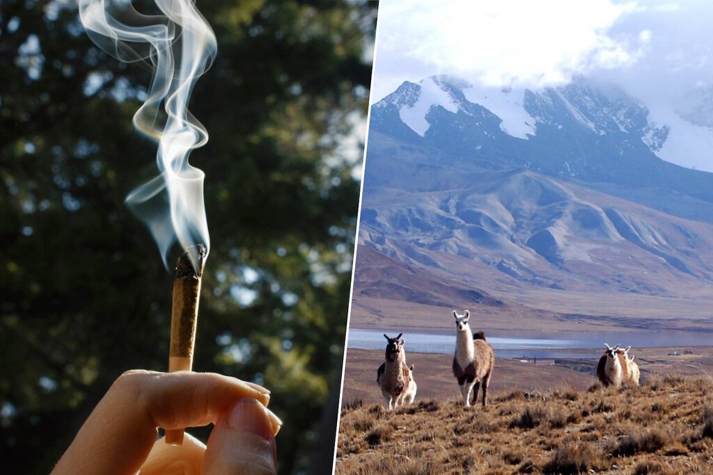 Alguien se colocó con una pipa de hueso de puma hace 4.000 años: es la evidencia más antigua de psicodélicos documentada en América