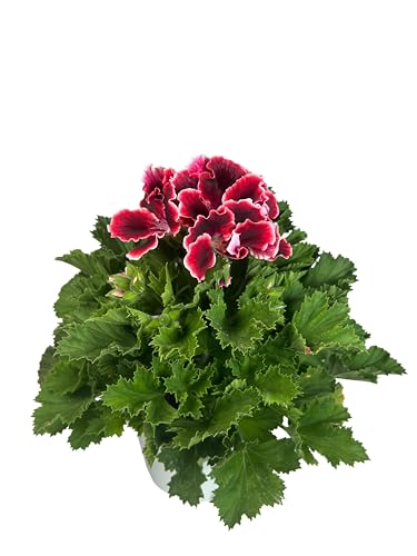 Geranio Pelargonium Grandiflorum 